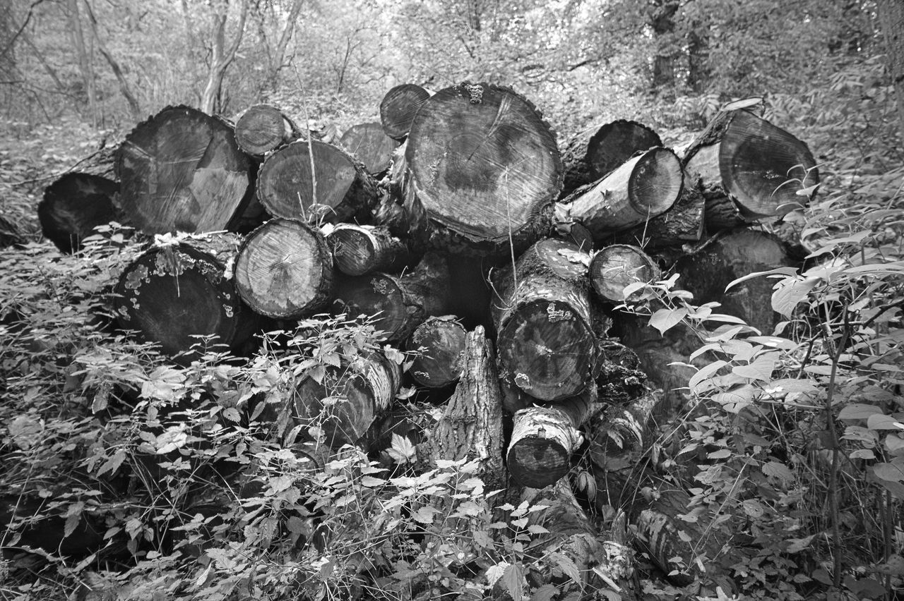 CLOSE-UP OF LOGS IN STACK