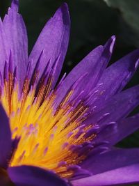 Close-up of purple flowering plant
