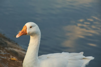 White goose /swan