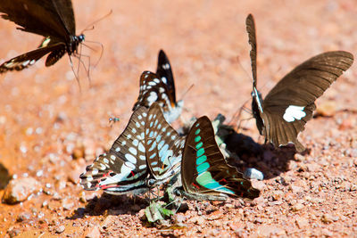 Close-up of butterfly on land