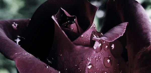 Close-up of wet rose