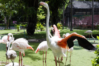 Birds in zoo