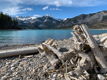 Scenic view of driftwood on beach against sky