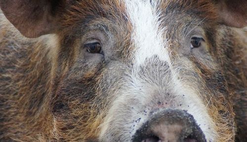 Close-up of pig