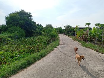 View of dog on road against sky