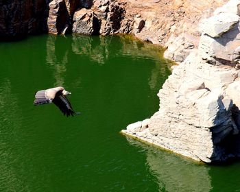 High angle view of bird flying over lake