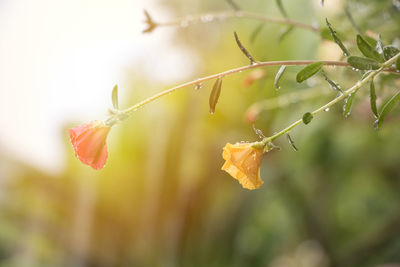 Close-up of wet flowering plant
