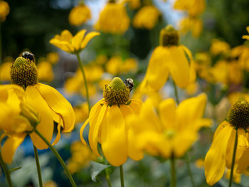 Close-up of honey bee on yellow flowering plant