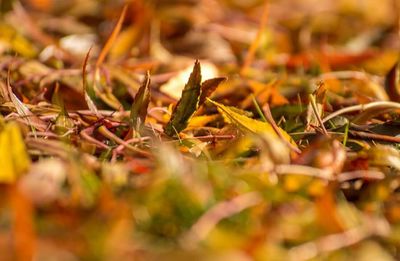 Close-up of dry leaves on field