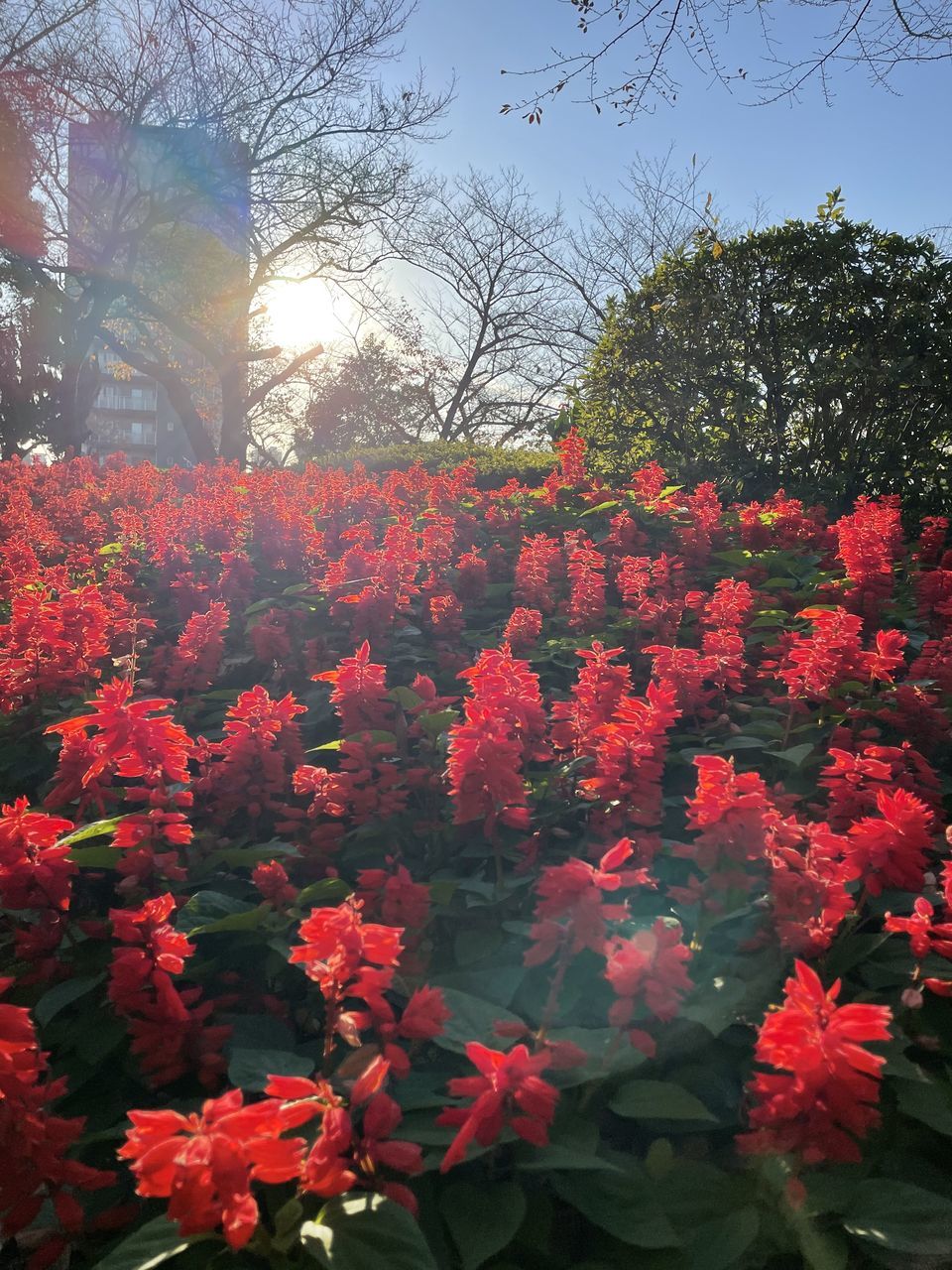 plant, nature, tree, flower, beauty in nature, leaf, autumn, growth, red, no people, sky, flowering plant, day, branch, low angle view, plant part, outdoors, sunlight, freshness, tranquility