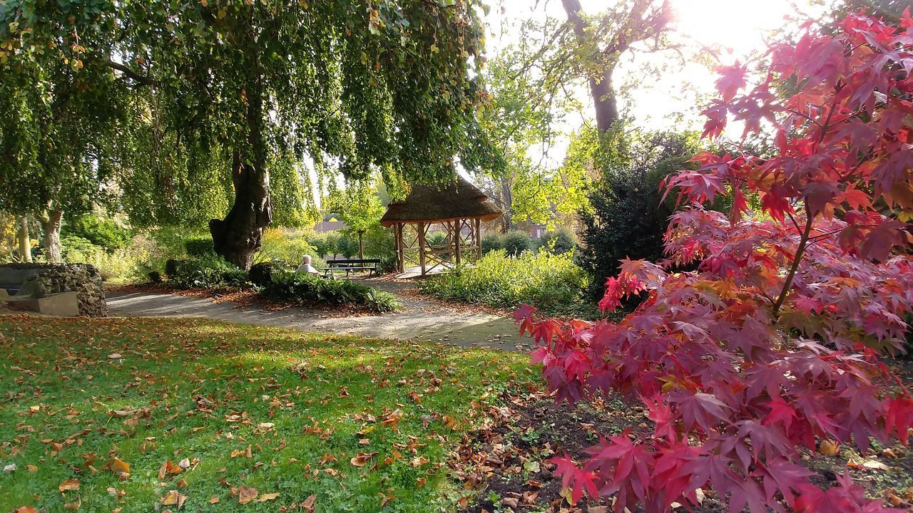 VIEW OF TREES IN AUTUMN