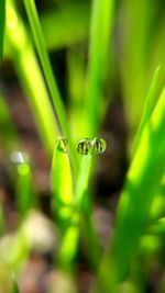 Close-up of insect on plant