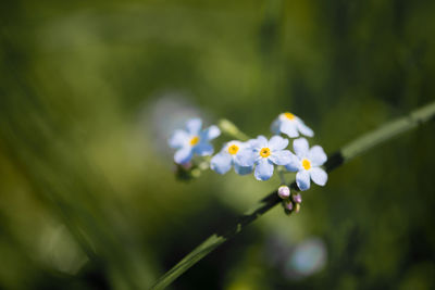 Close-up of fresh flowers blooming in sunlight