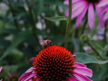 Close-up of honey bee on coneflower