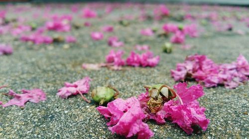 Close-up of insect on pink flower