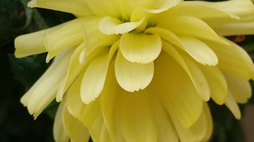 Close-up of yellow flower blooming outdoors