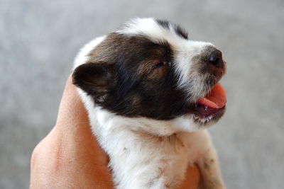 Close-up of puppy looking away