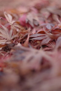 Full frame shot of dry flowers