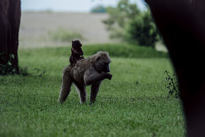 Dog on grassy field