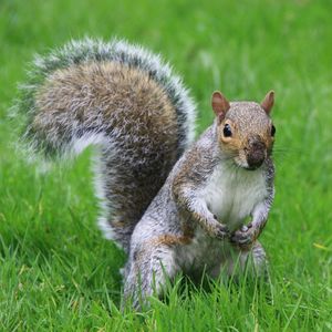 Close-up portrait of squirrel on field