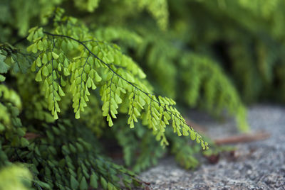 Close-up of plants growing on field