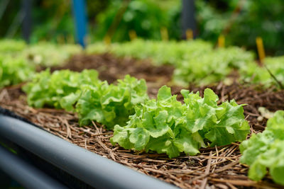 Close-up of plants growing on field