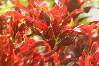 A closeup shot of croton plant in a garden