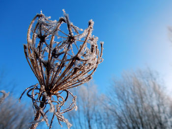 Close-up of frozen plant