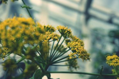 Close-up of yellow flowering plant