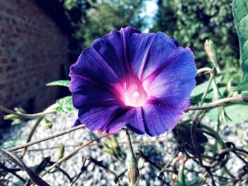 Close-up of flower blooming outdoors