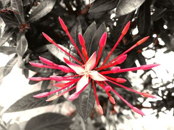 Close-up of red flowering plant