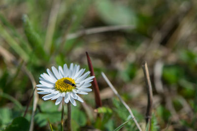 Close-up of white flower