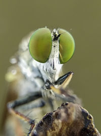 Close-up of fly
