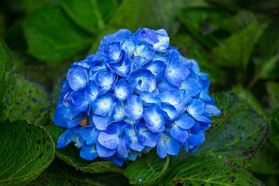 Close-up of purple hydrangea blue flower