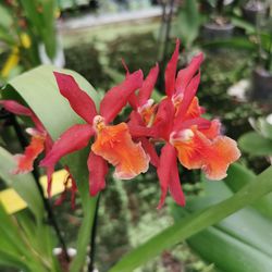 Close-up of red flowering plant