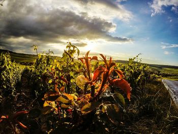 Scenic view of field against cloudy sky