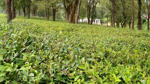 Plants growing on field