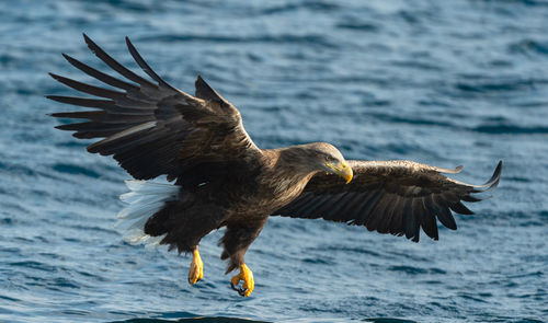 Close-up of eagle flying over sea