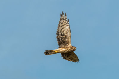 Low angle view of eagle flying against clear blue sky