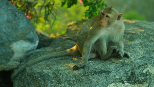 Monkey looking away on rock