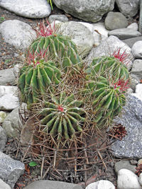 High angle view of succulent plant growing in desert