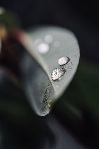 Close-up of fresh green leaf