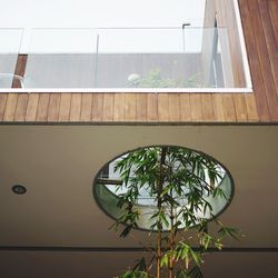 Low angle view of plants against building