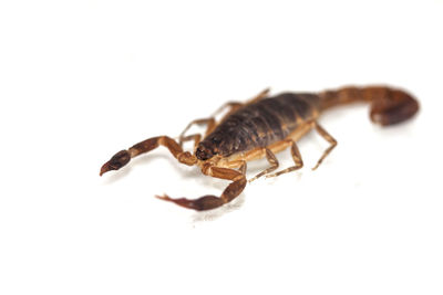 Close-up of crab over white background