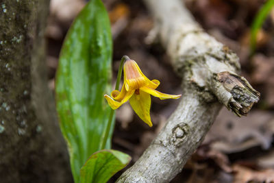 Close-up of yellow flower on tree trunk