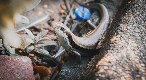 High angle view of lizard on rock