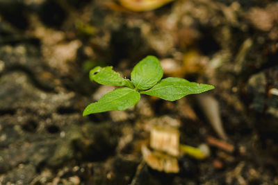 Close-up of small plant growing on field