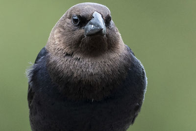 Close-up portrait of a bird