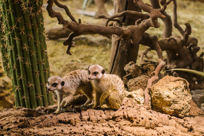 Meerkats by cactus