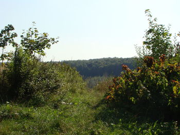Scenic view of grassy field against clear sky